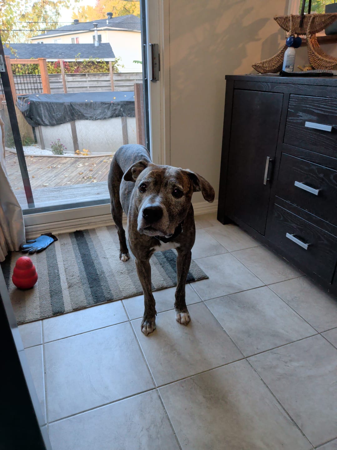 Customer photo review of Horizon Pulsar - Nourriture sans grains pour chien