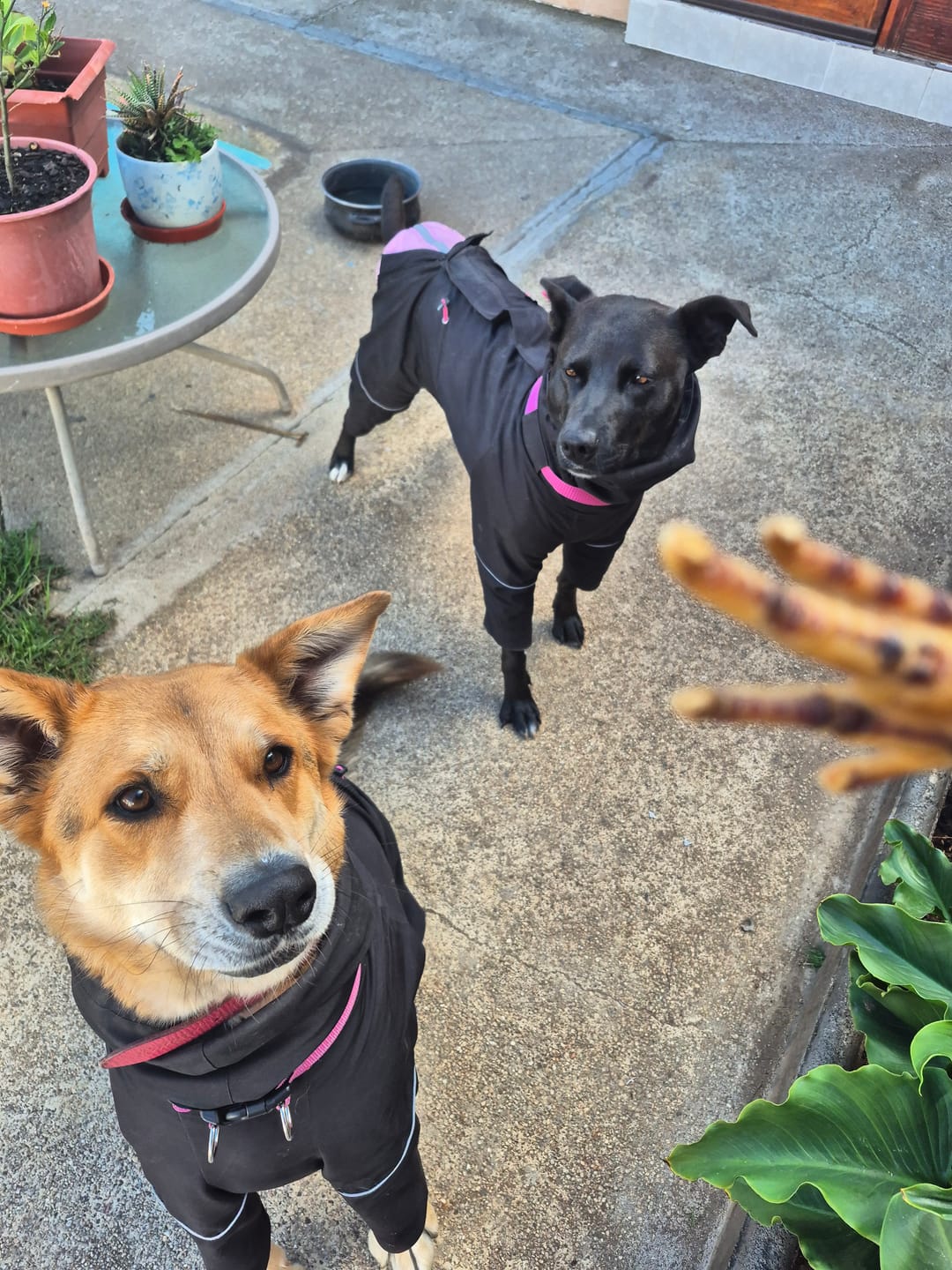 Customer photo review of Patas de pollo deshidratada para perros  - Pack 60 unidades