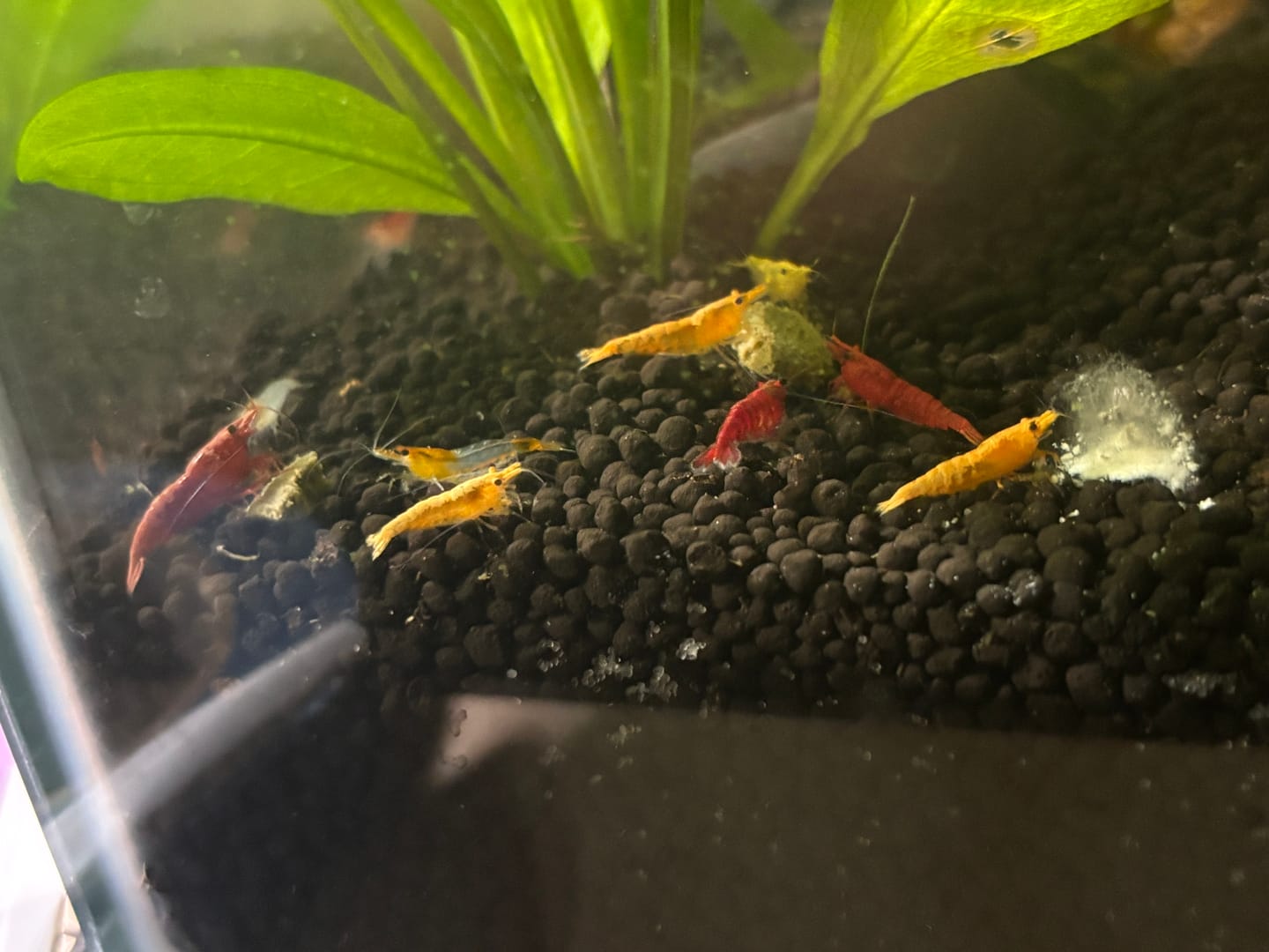Customer photo review of Neocaridina Skittles Shrimp Pack – Assorted Freshwater Colors