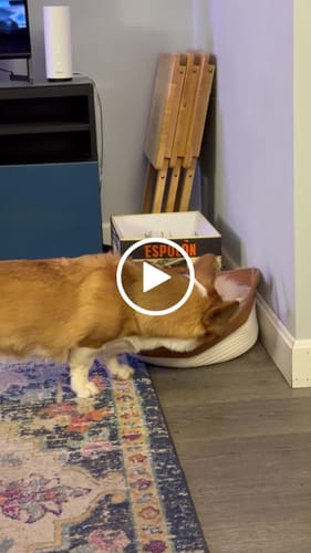 Customer video review of Instinct Basket | Meet the first research-backed natural territory for indoor cats