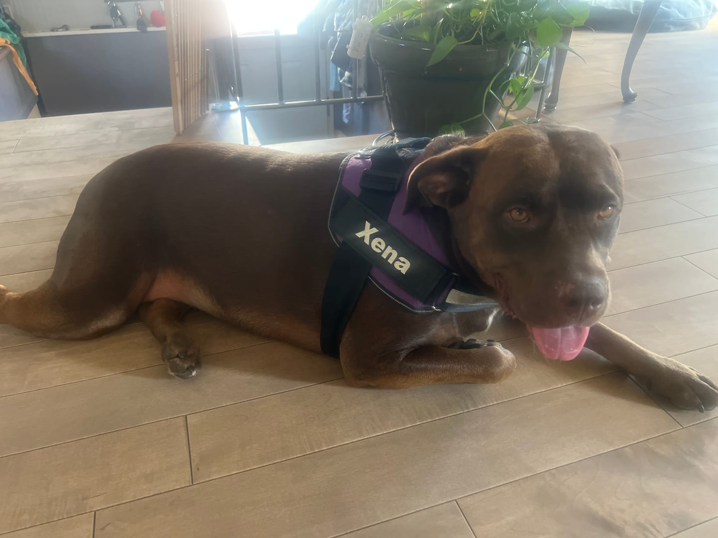 Customer photo review of Dogshood ™ No Pull Harness
