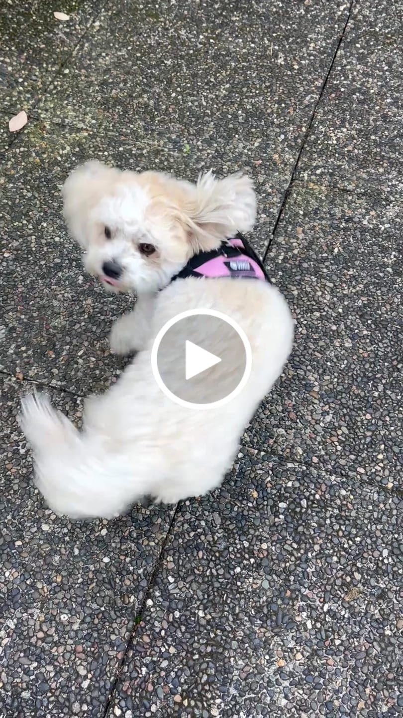 Customer video review of Dogshood ™ No Pull Harness
