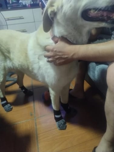 Customer photo review of Anti-Slip Dog Socks for Slippery Floors