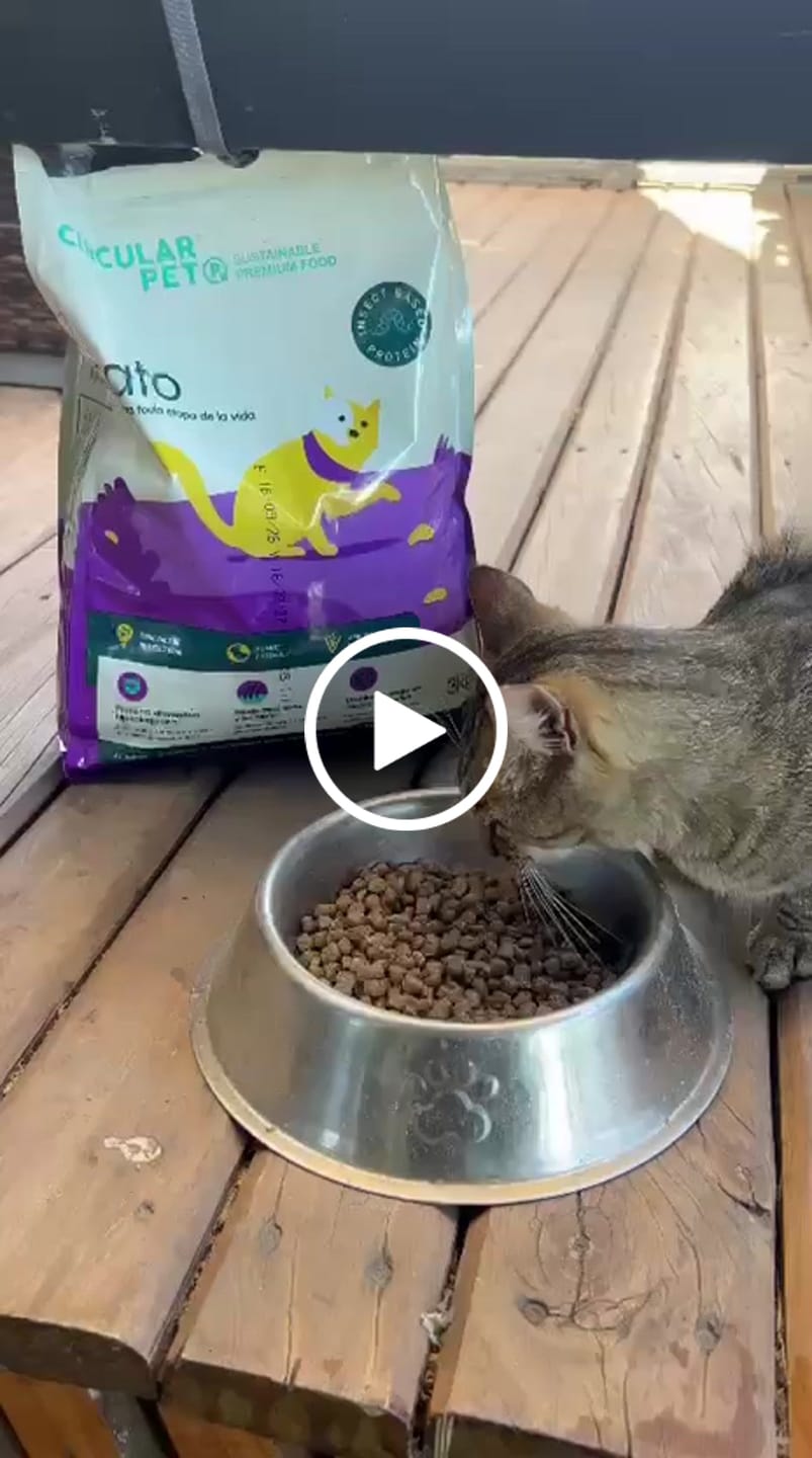 Customer video review of Alimento hipoalergénico para GATOS | Circular Pet® proteína de insectos