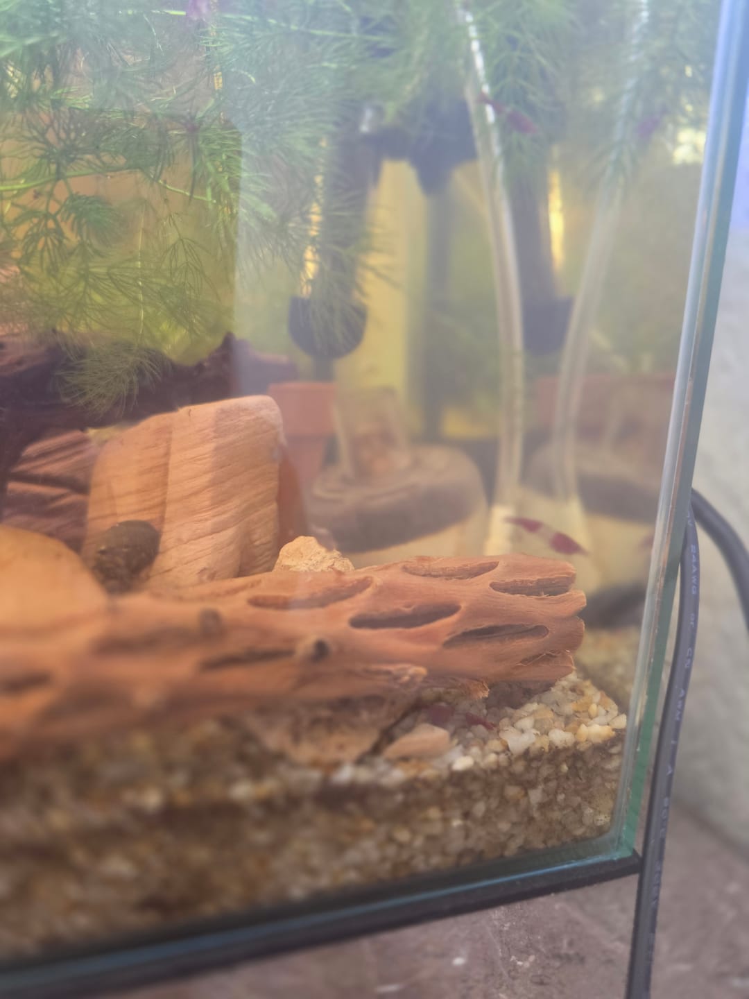 Customer photo review of Red Rili Shrimp (Red & Clear Neocaridina)