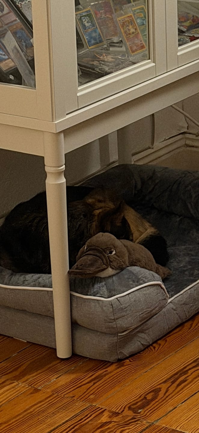 Customer photo review of Duck-billed Platypus Plush Toy – Soft, Adorable, and Hug-worthy Companion