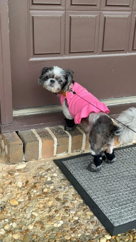 Customer photo review of Anti-Slip Dog Socks for Slippery Floors