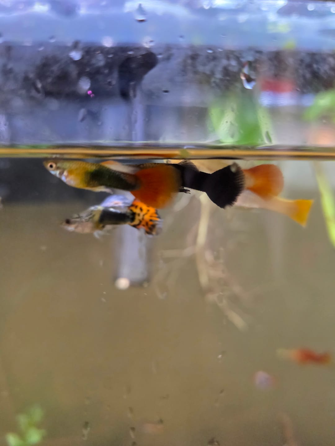 Customer photo review of Assorted Fancy Guppies (Poecilia reticulata)