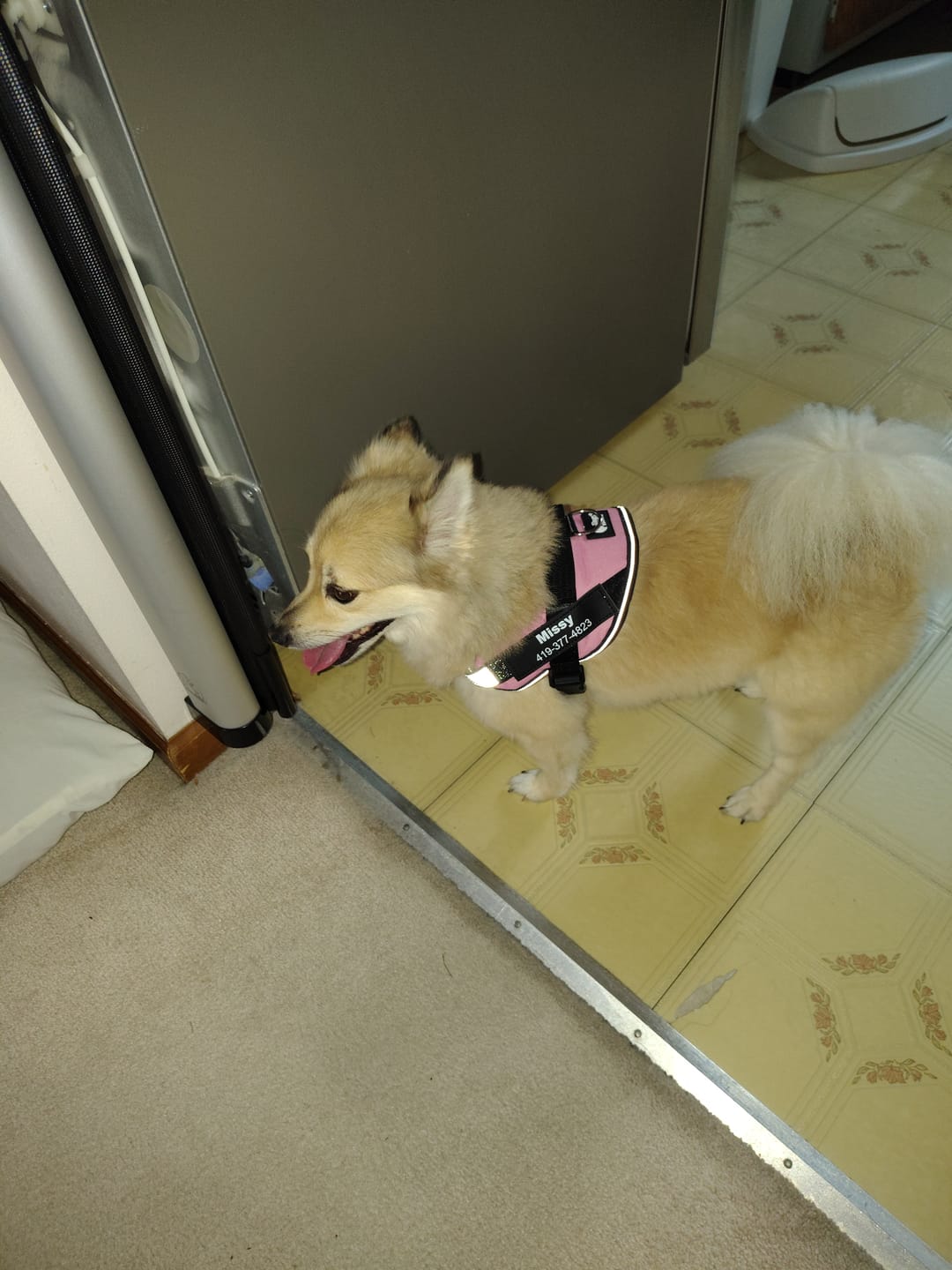 Customer photo review of Personalized Dog Harness
