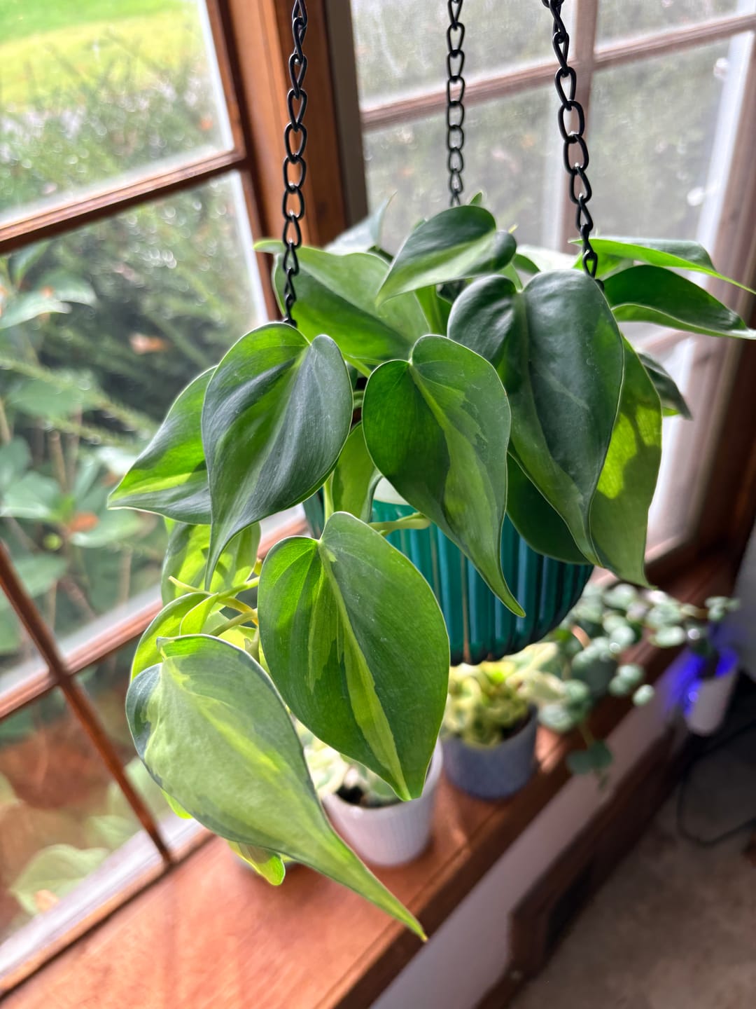Customer photo review of Philodendron hederaceum 'Brasil'