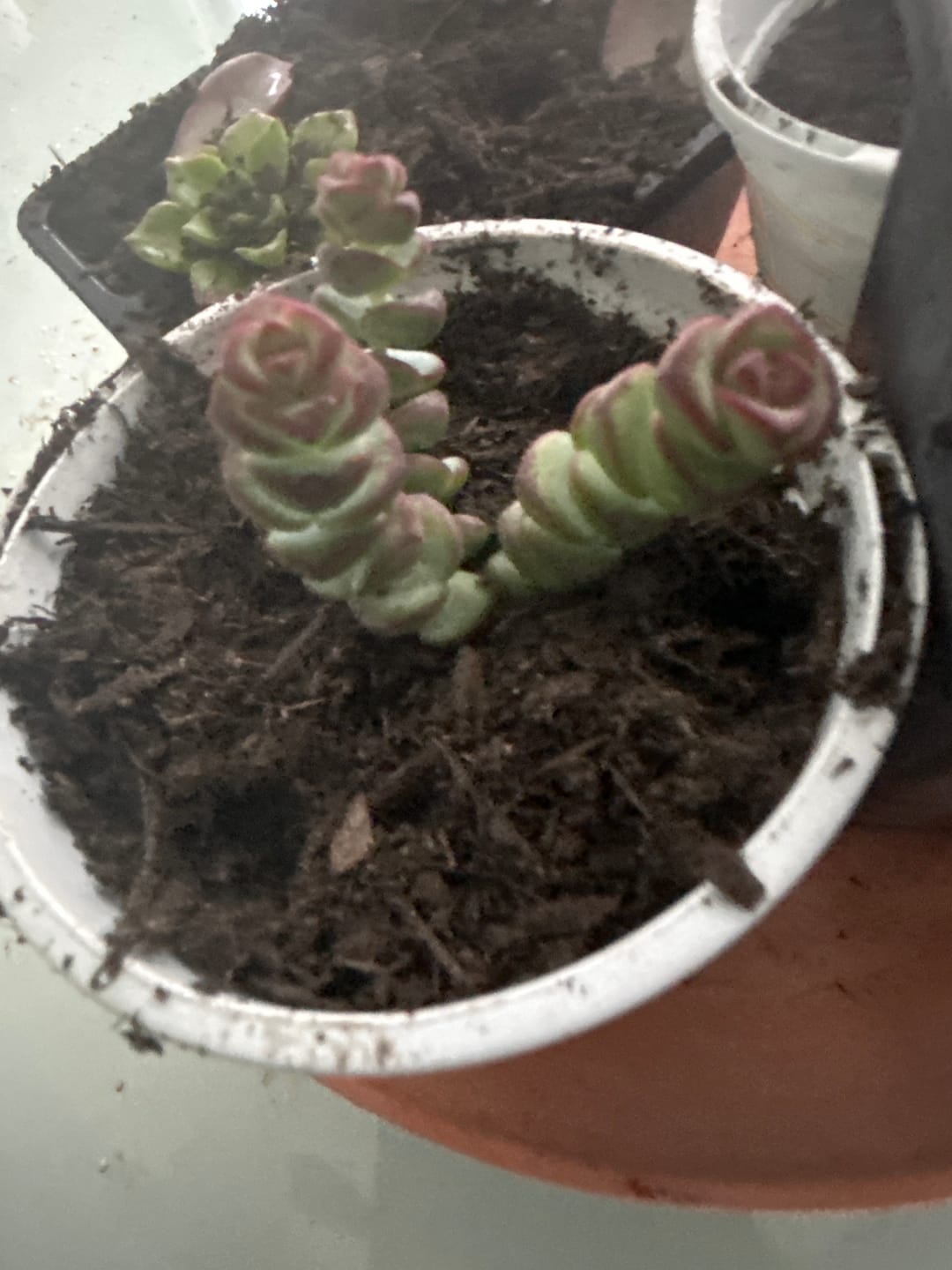 Customer photo review of Crassula Baby's Necklace