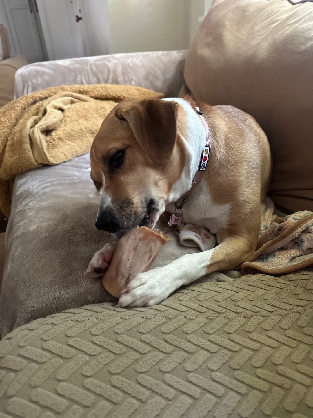 Customer photo review of Smoked Beef Marrow Bones
