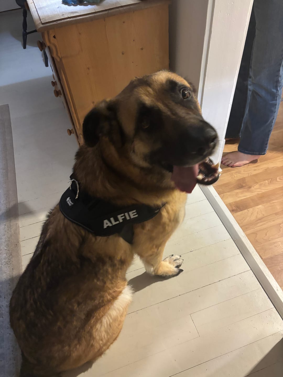 Customer photo review of Dogshood ™ No Pull Harness
