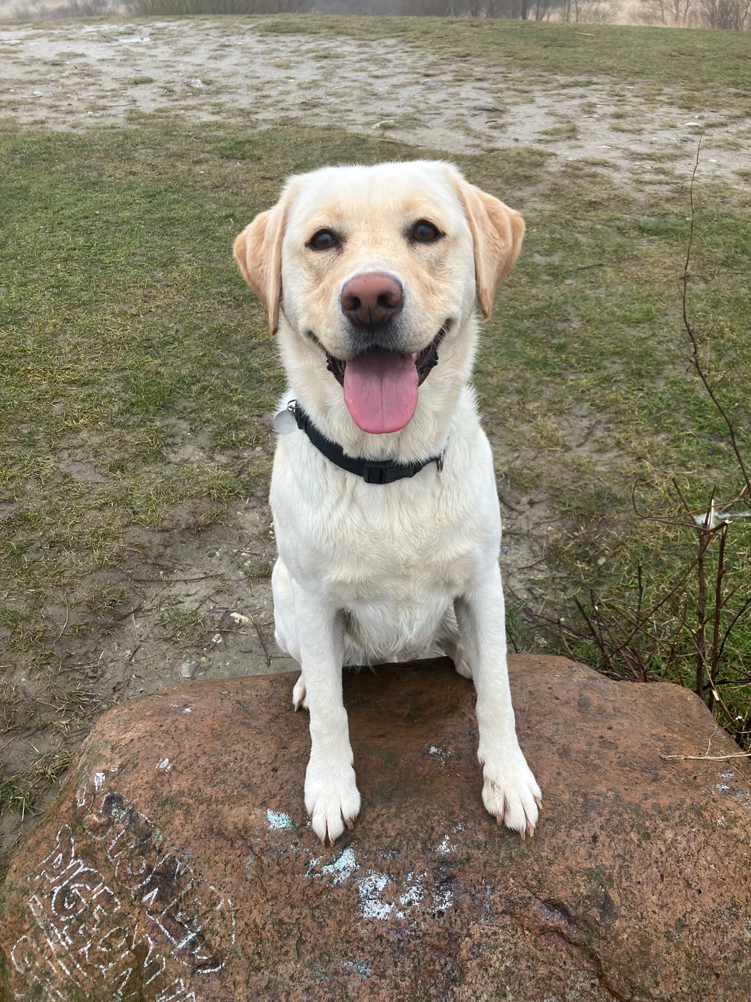 Customer photo review of Companion -  Godbidder m. Kyllingelever (BF 23/1-27)