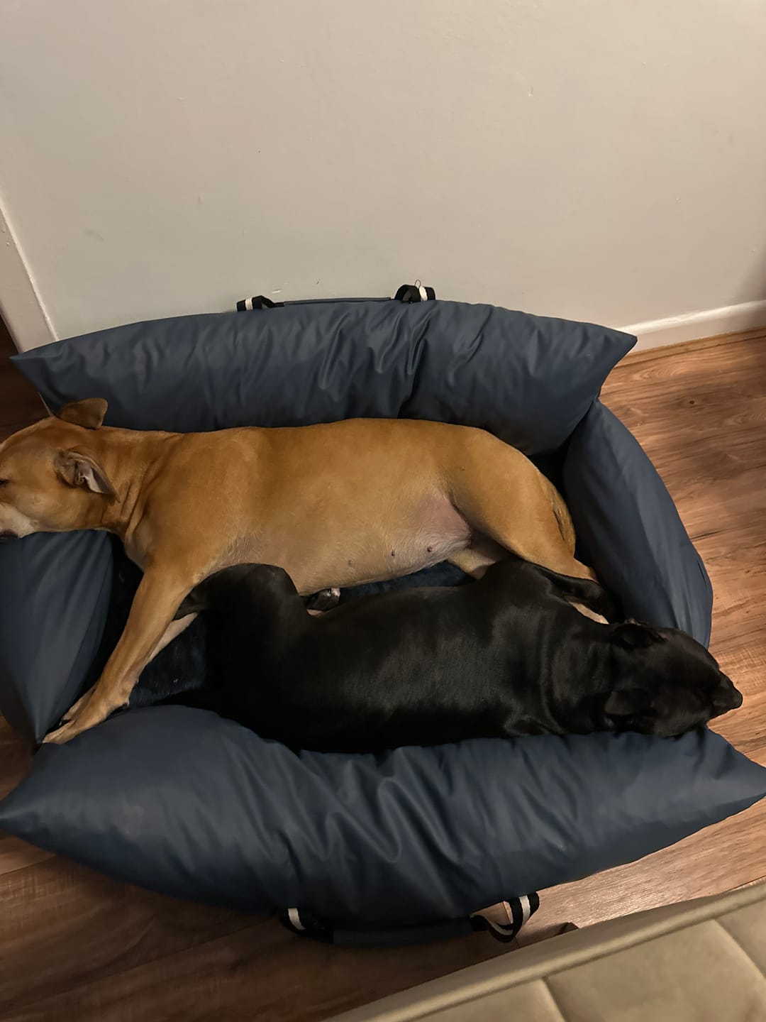 Customer photo review of Dog Dock V2 New & Improved ISO Fix