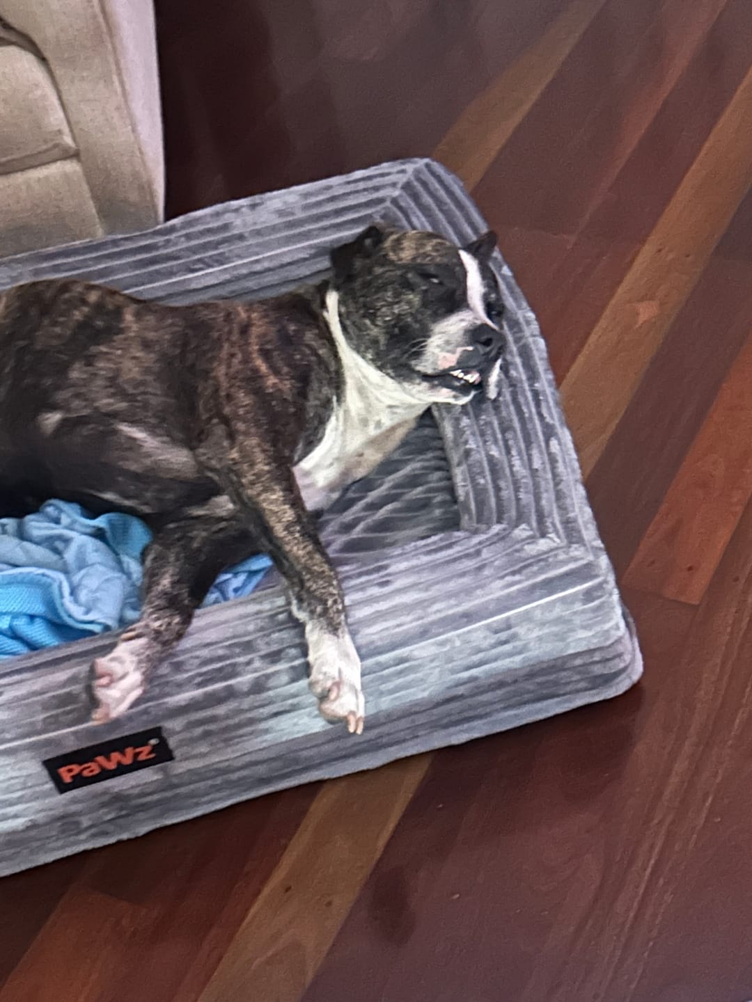 Customer photo review of Pet Calming Bed – Waterproof & Washable