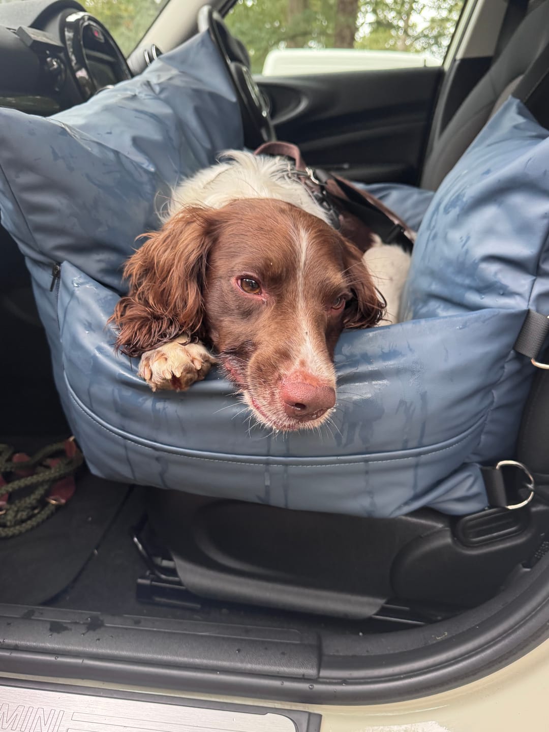 Customer photo review of Dog Dock V2 New & Improved ISO Fix