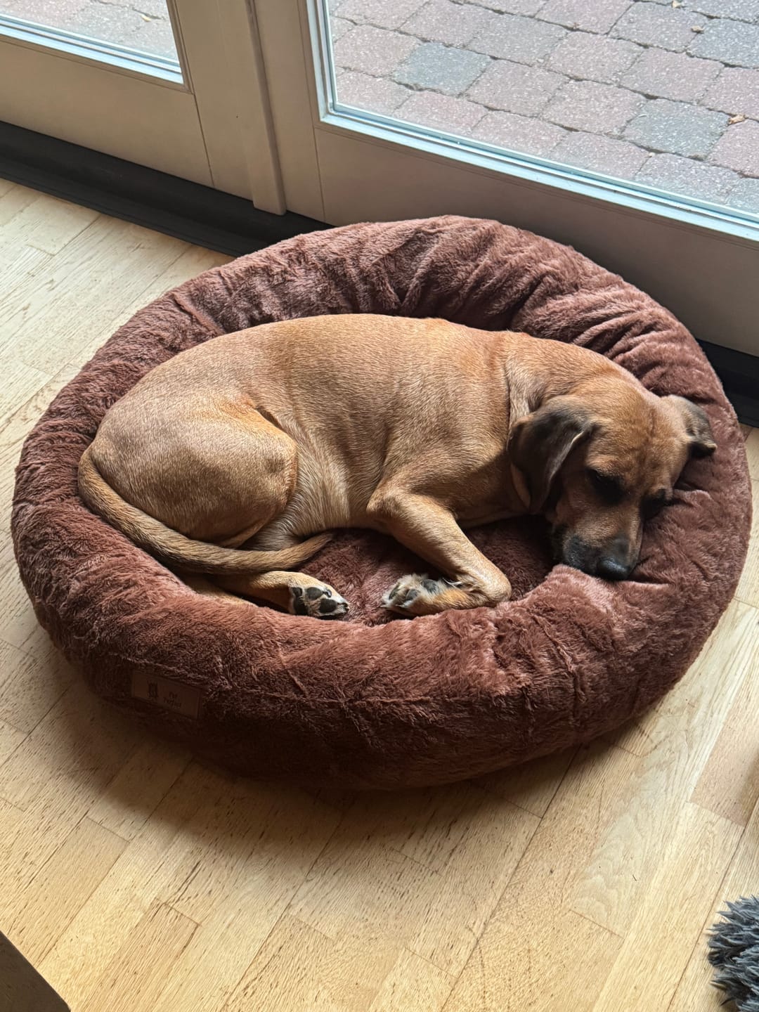 Customer photo review of Pet Perfect Hoes (ENKEL HOES) voor Orthopedische Donutmand - ZONDER VULLING