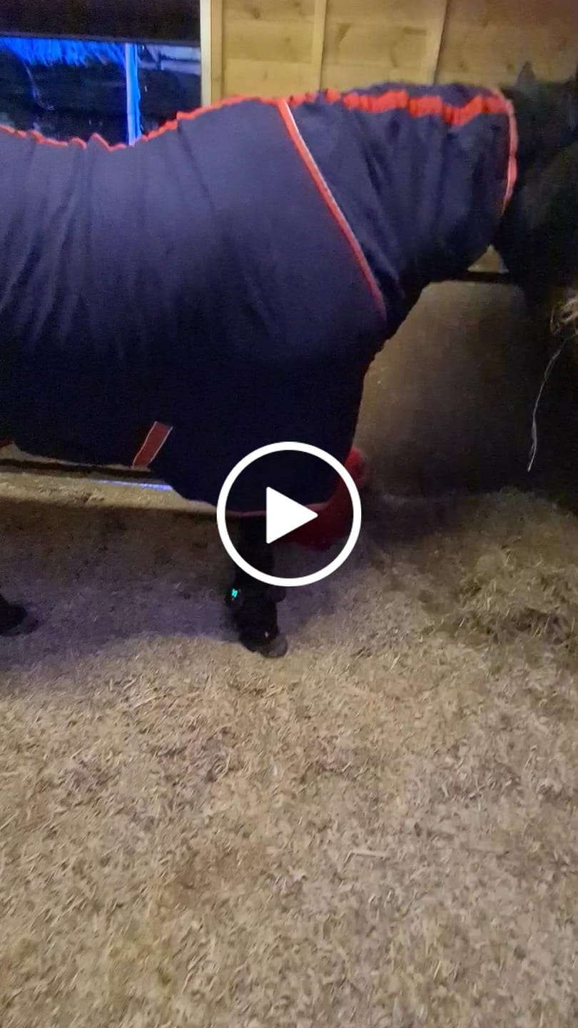 Customer video review of HorseHalo™ HaloLegs