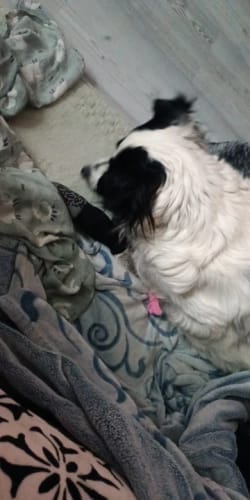 Customer photo review of Anti-Slip Dog Socks for Slippery Floors