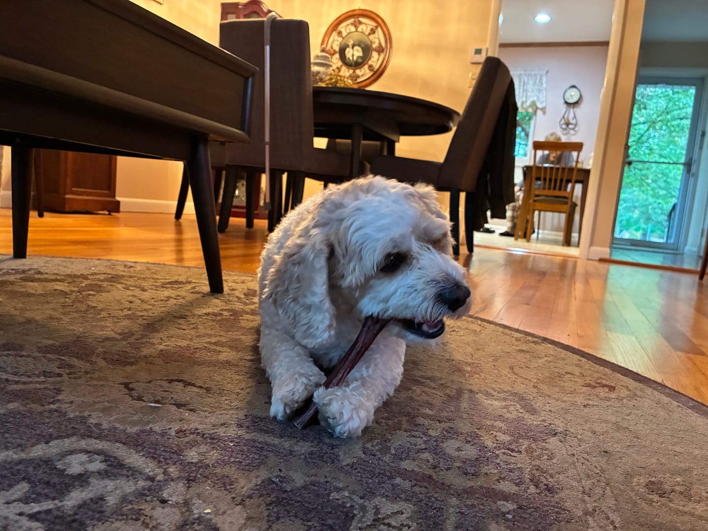 Customer photo review of 6 Inch Thick Bully Stick