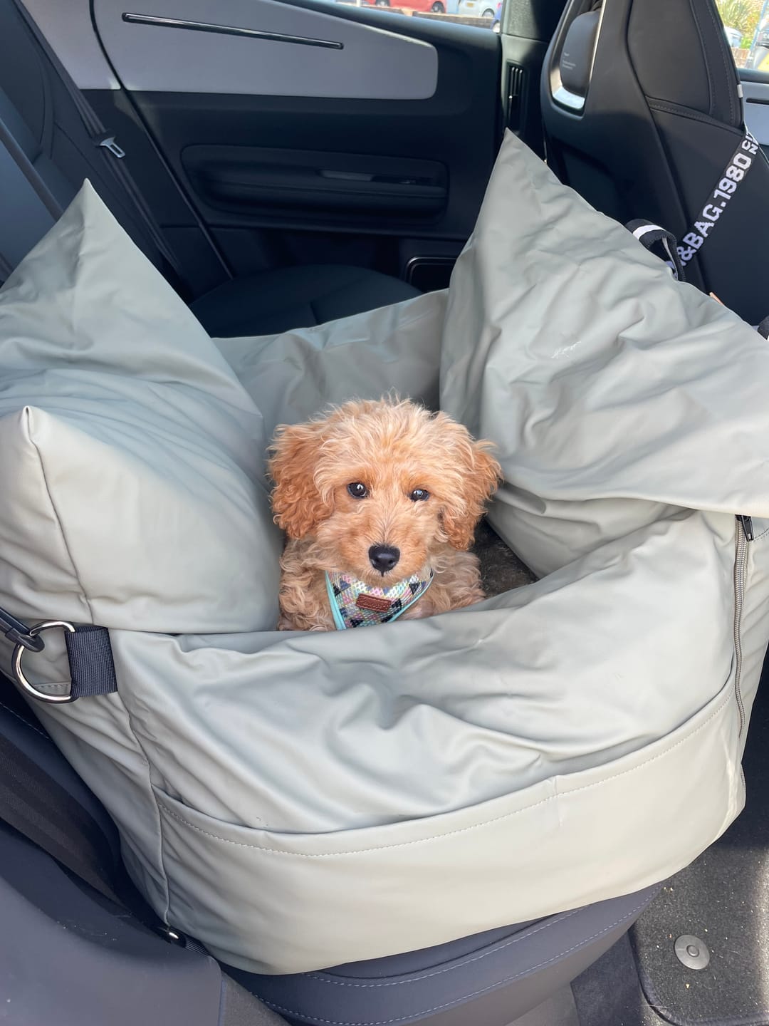 Customer photo review of Dog Dock V2 New & Improved ISO Fix