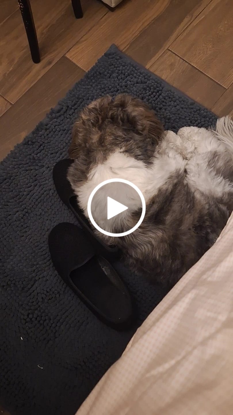 Customer video review of Tapete Absorbente para Perros