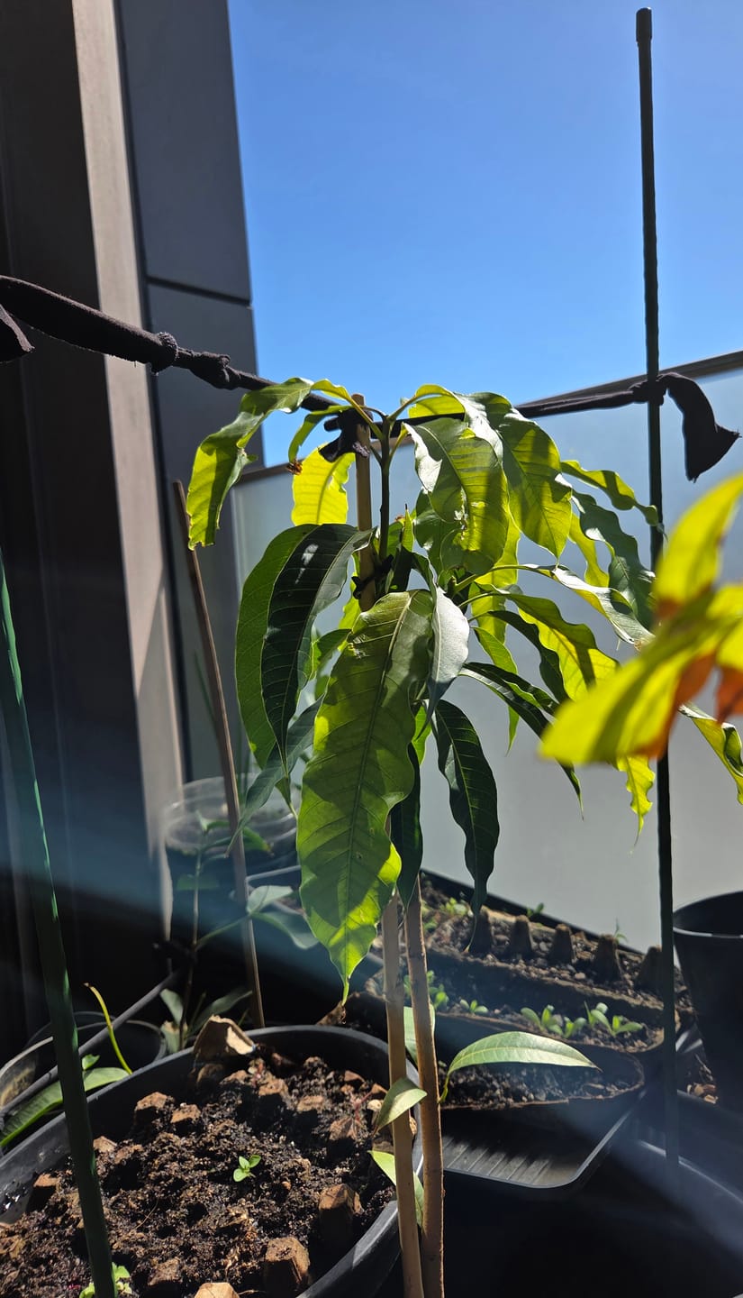 Customer photo review of Mango - Nam Doc Mai