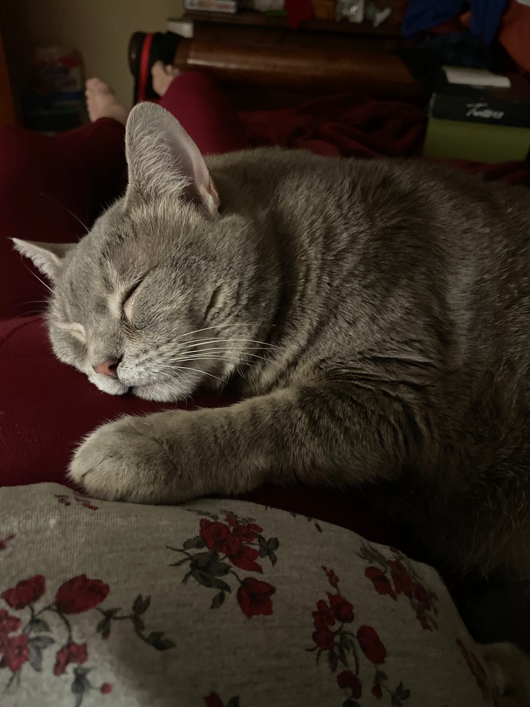 Customer photo review of 1x - Blisso Advanced Cat Probiotic