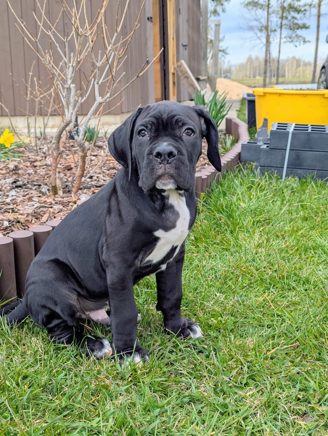 Customer photo review of PUPPY Growth & Support | Vitamins for Puppies