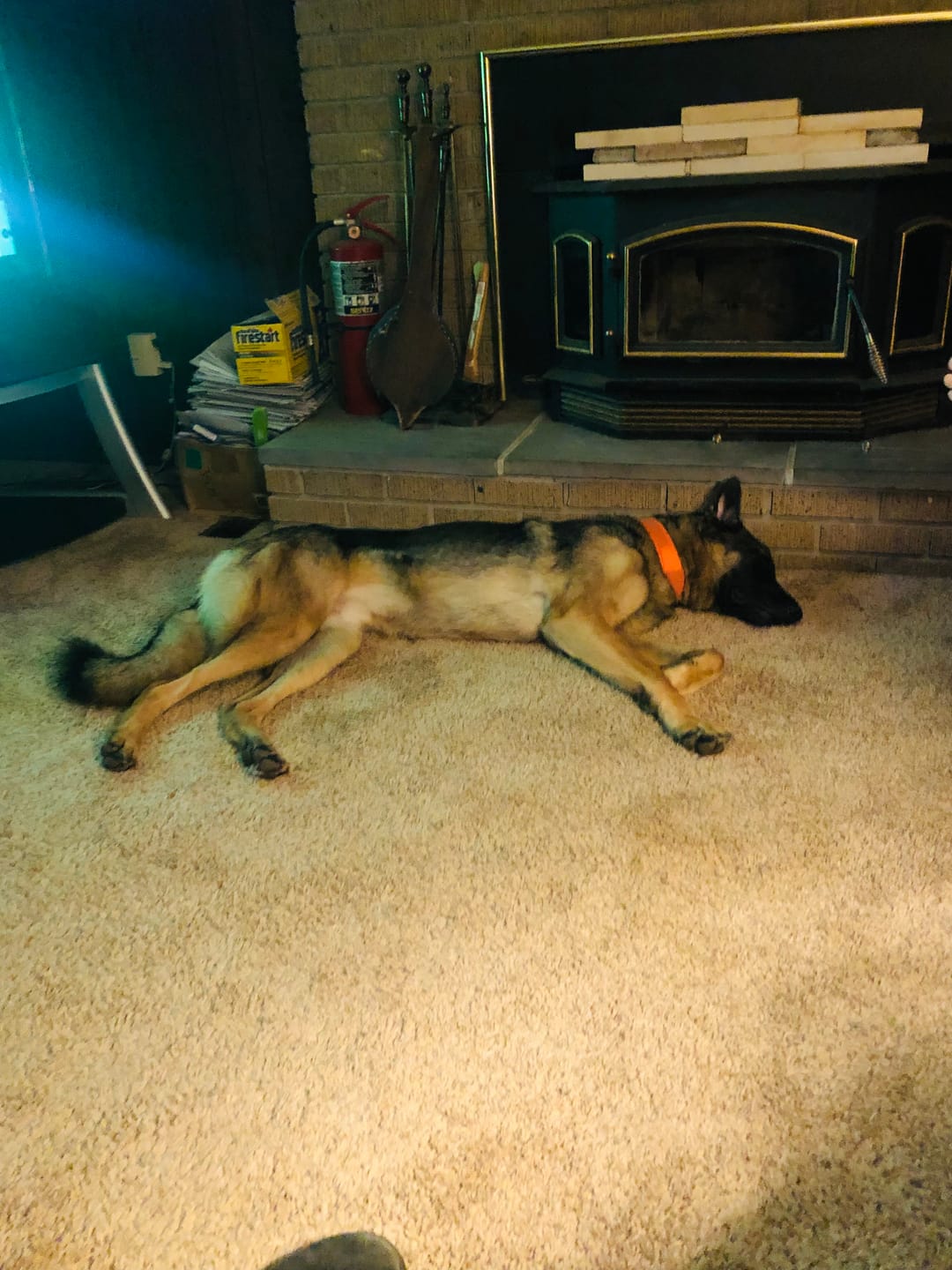 Customer photo review of Metal-Buckle Tactical K9 Dog Collar With Hook & Loop Panel & Top Handle