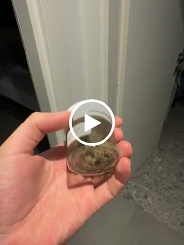Customer video review of THC-A 32% Flower Lemonatti