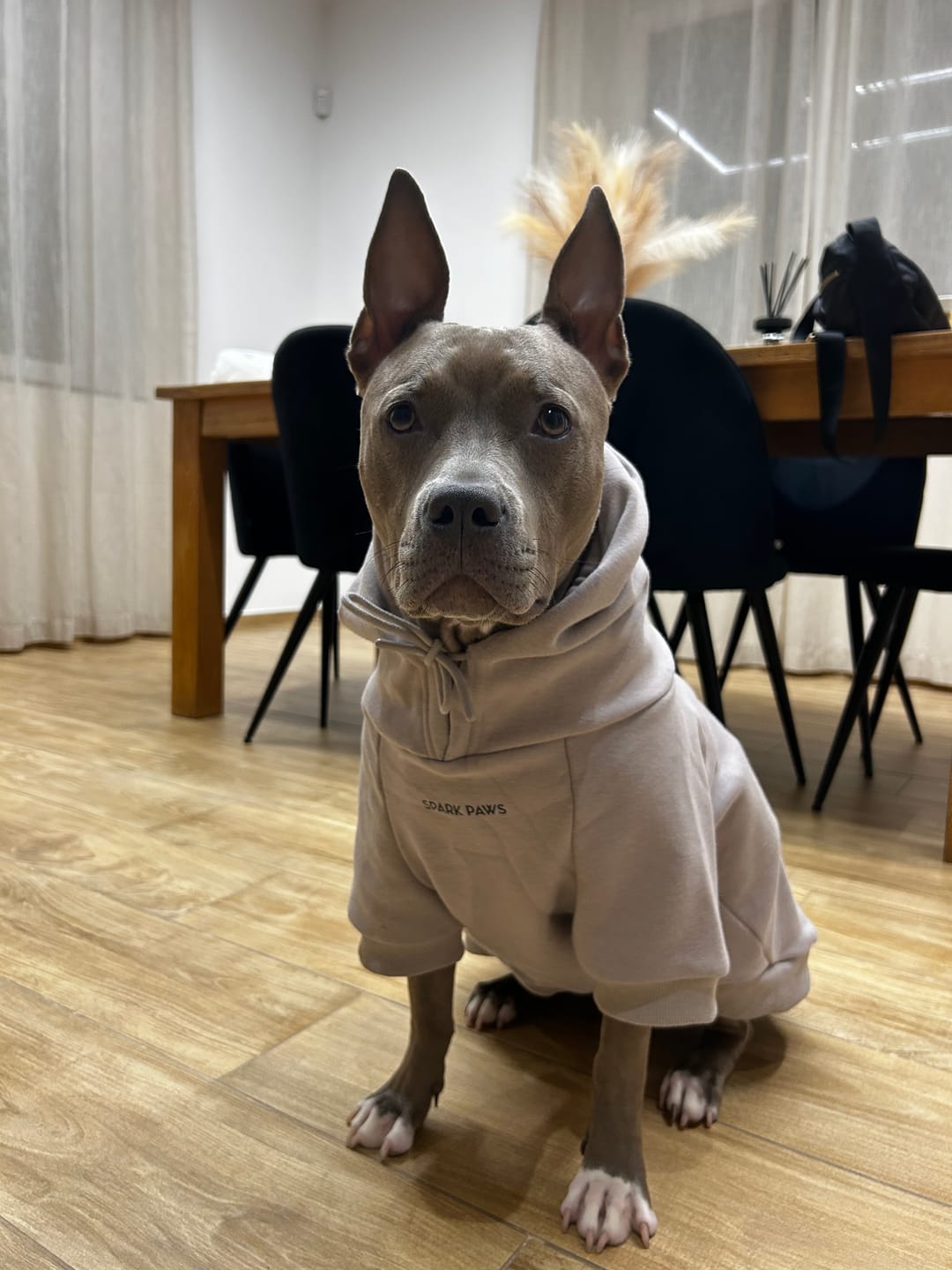 Customer photo review of Essential Dog Hoodie - Clay