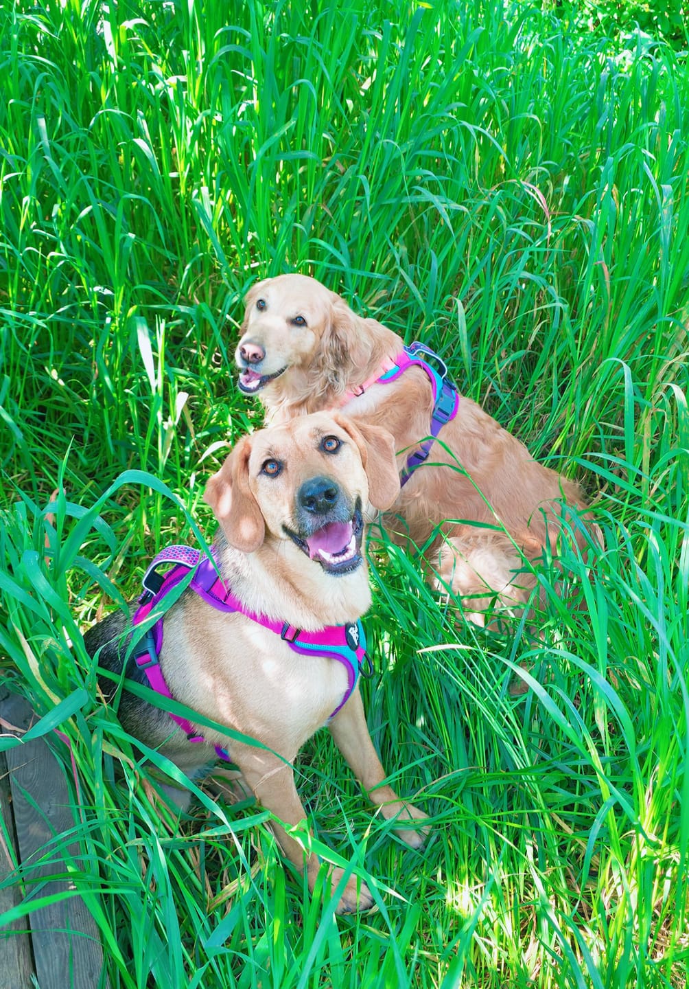 Customer photo review of Arnés para perros Puelo — Chilco