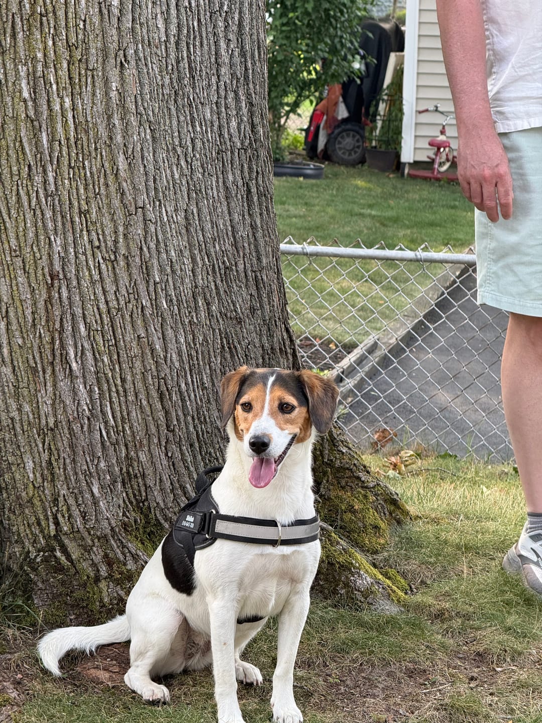 Customer photo review of Dogshood ™ No Pull Harness