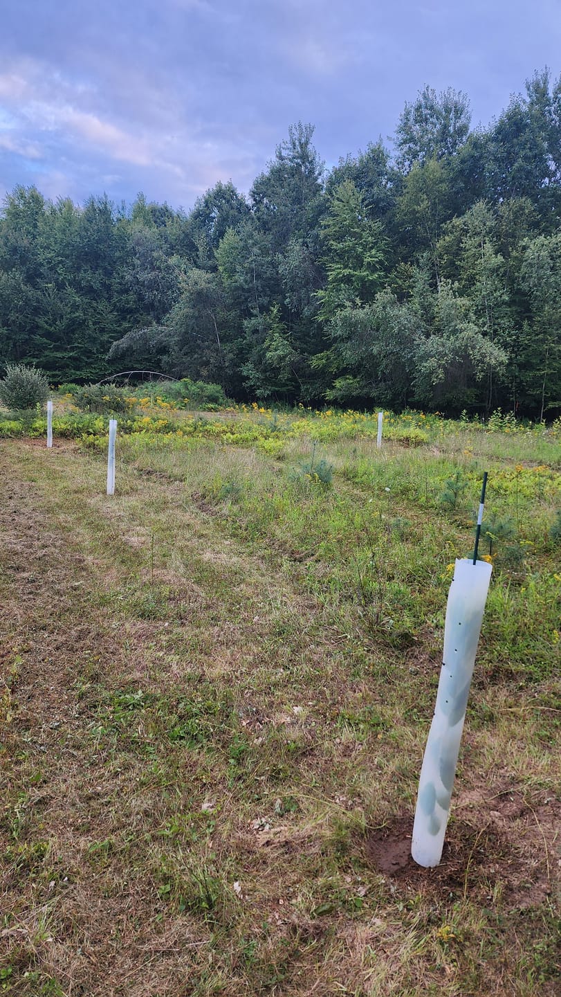 Customer photo review of Hybrid Chestnut