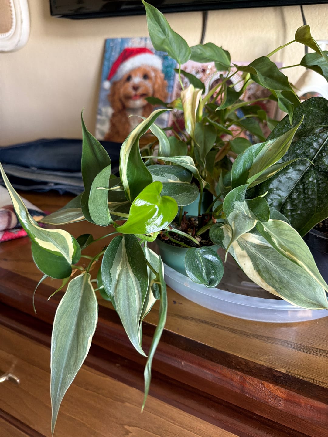 Customer photo review of Philodendron hederaceum 'Rio' - 3"