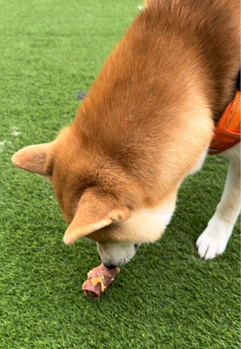 Customer photo review of Jungle Calling Dog Treats Variety Pack, Triple Flavor Rolls & Multi-Flavor Kabobs, 2-Item Bundle, 21.2oz