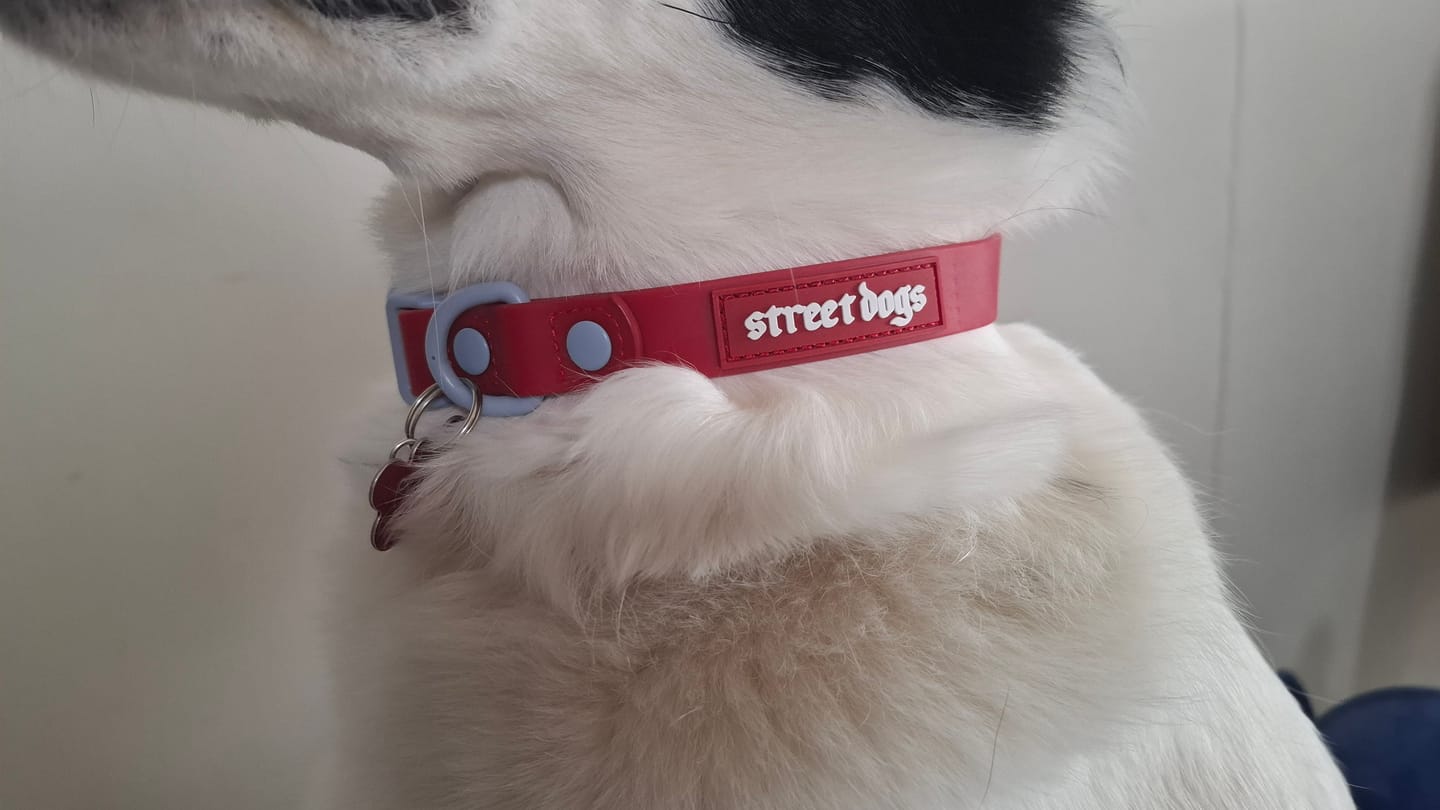 Customer photo review of Collar para Perro PVC - Street Dogs - Red