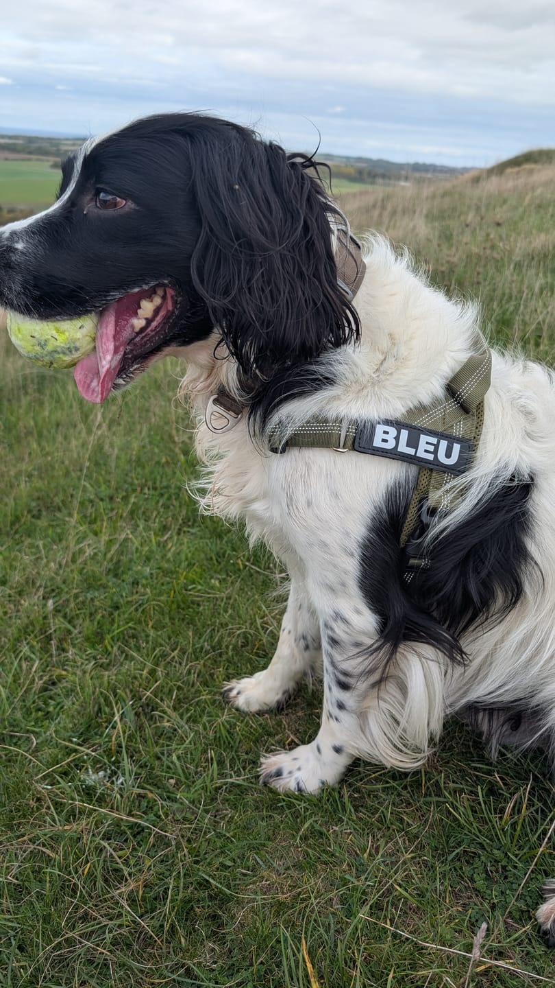 Customer photo review of ParoPet No-Pull Dog Harness