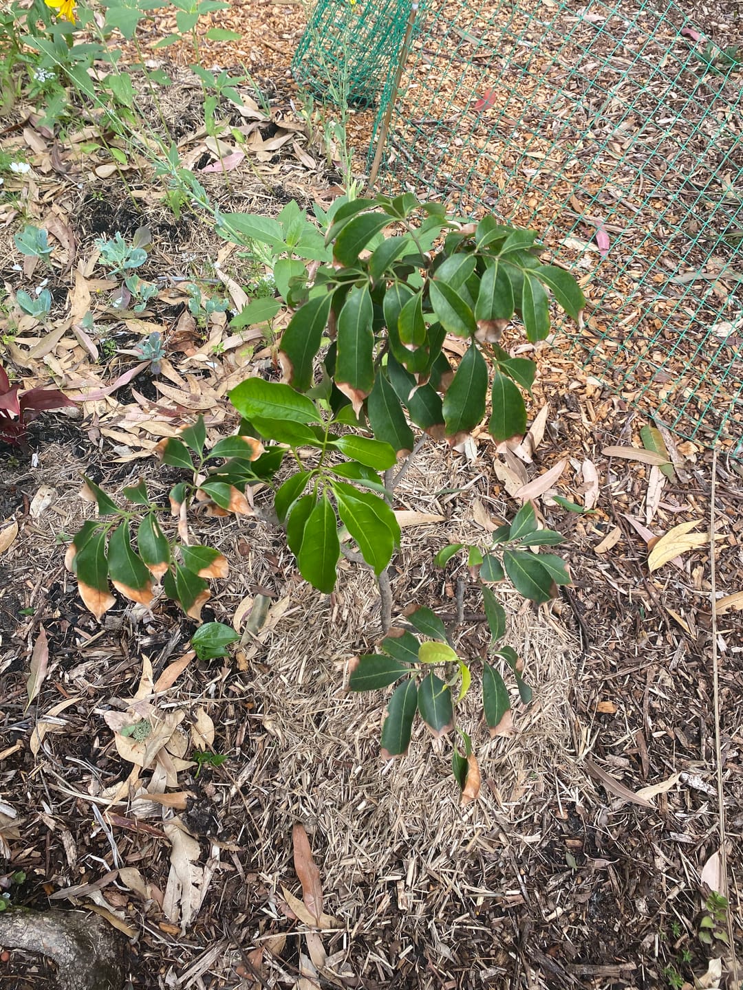Customer photo review of Semi Dwarf Lychee - Baitayang