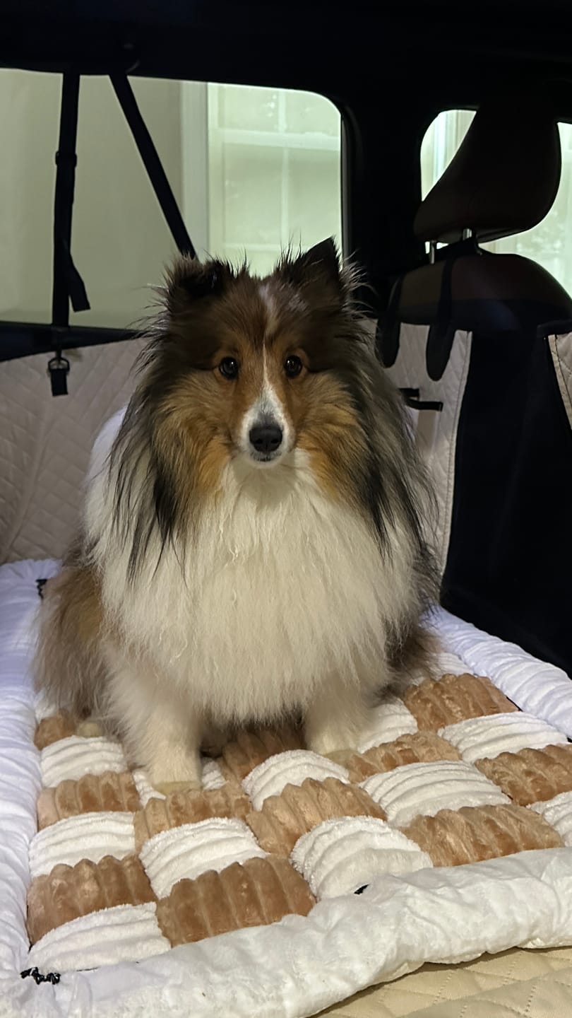 Customer photo review of NEW Waterproof Hard Bottom Car & Truck Seat Foldable Hammock Cover With Storage Pockets, Side Flaps, Headrest Straps, Seat Anchors, & Mesh Window (+FREE SAFETY BELT!)