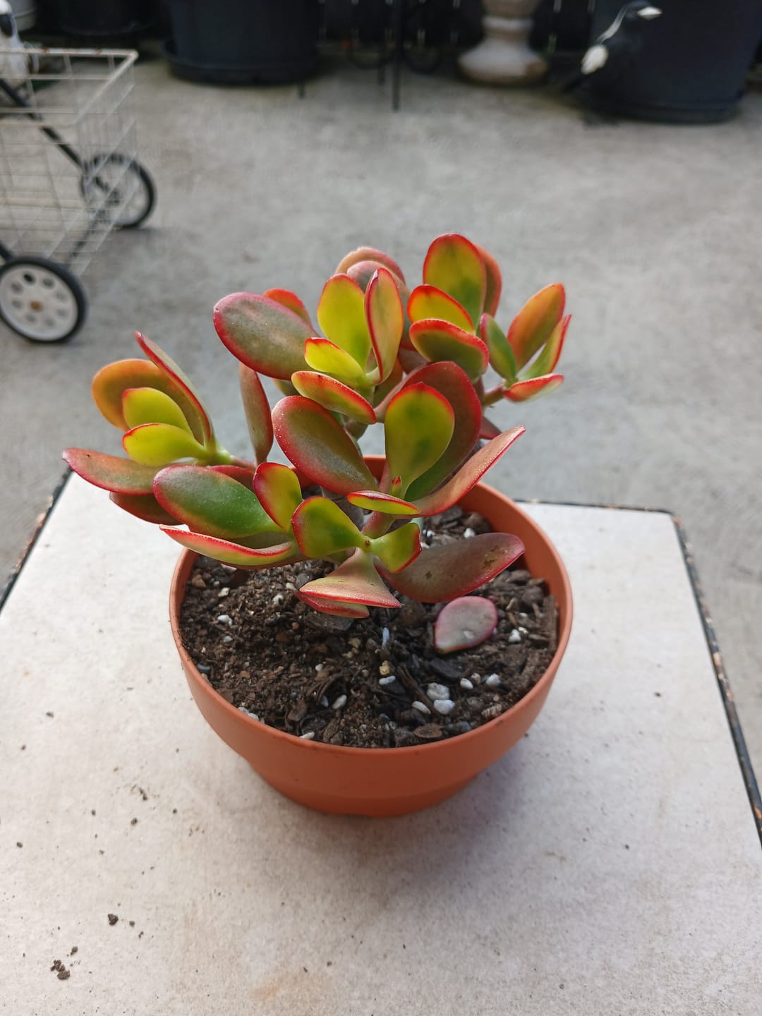 Customer photo review of Crassula ovata 'Hummel's Sunset'