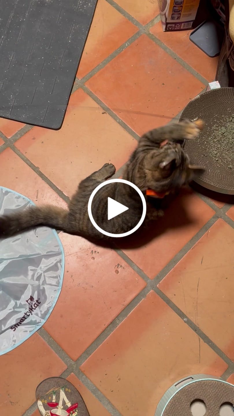 Customer video review of Interactive Bird Simulation Cat Toy Set