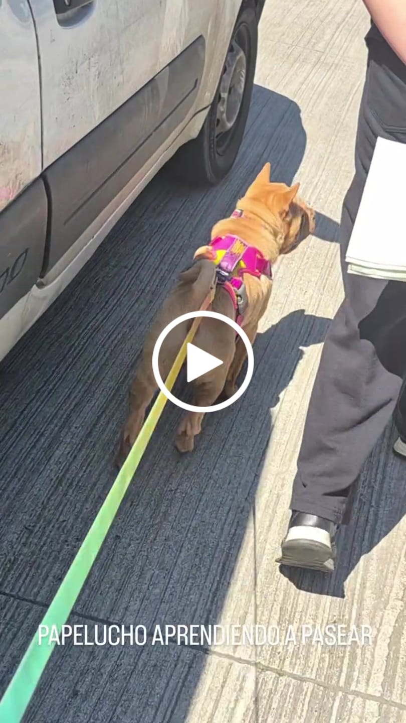 Customer video review of Correa impermeable para perros — Astromelia