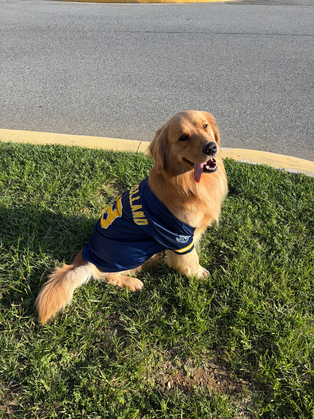 Customer photo review of Custom Navy Gold-White Classic Style Dog Jersey