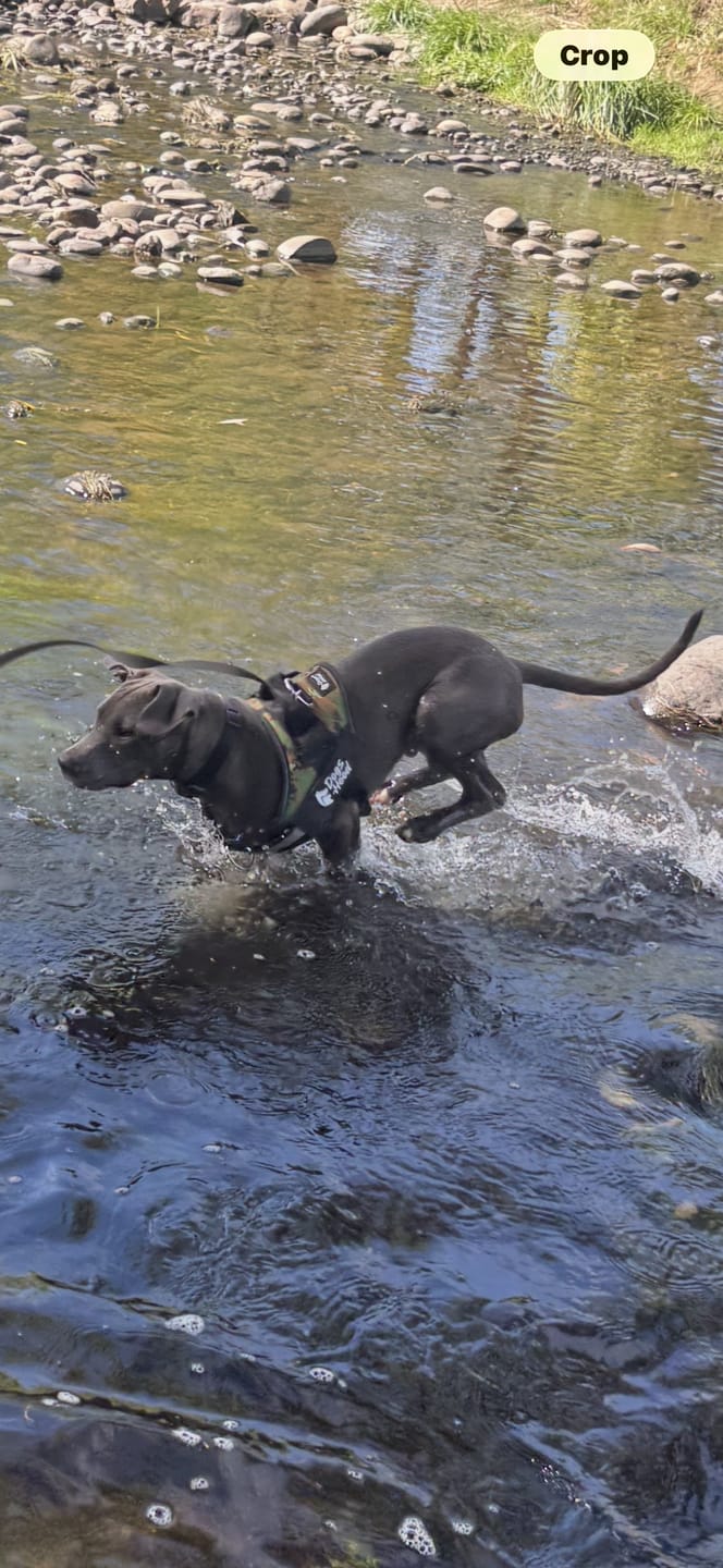 Customer photo review of Dogshood ™ No Pull Harness