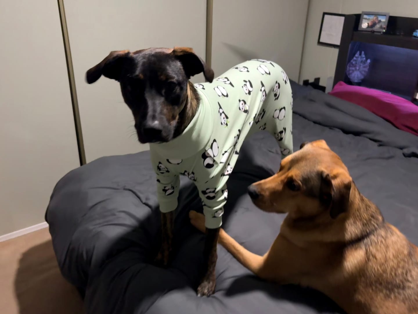 Customer photo review of Dog Pajama - Dragons