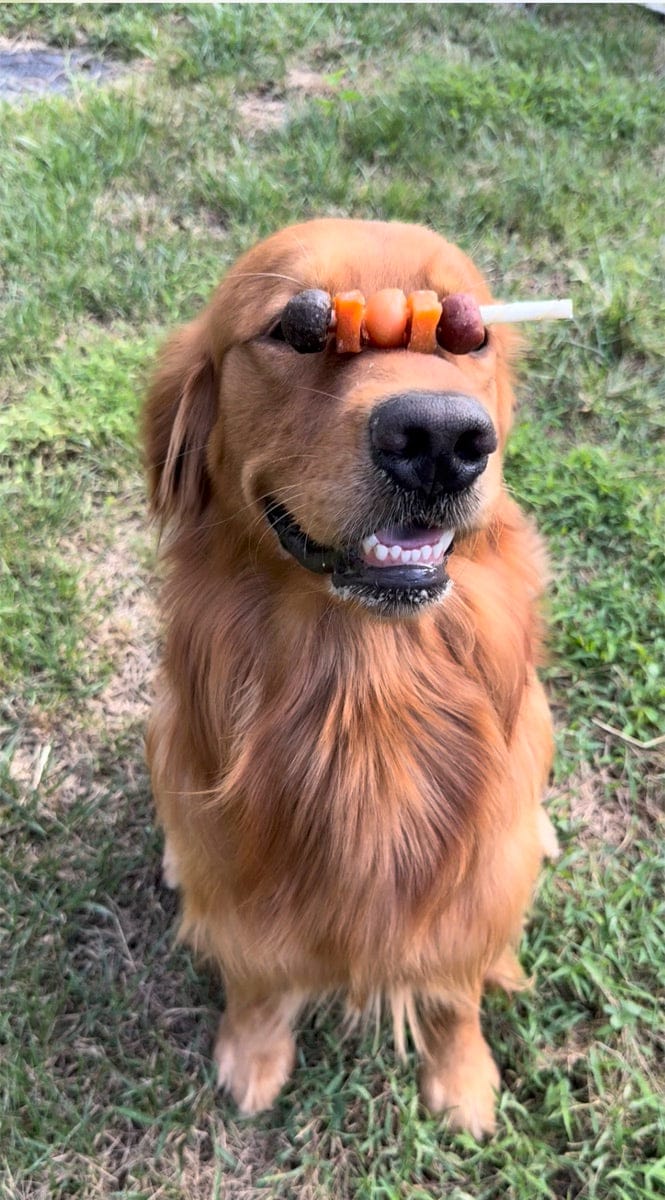 Customer photo review of Chicken, Duck & Beef Rawhide Dog Kabob Chews , 10.6 oz