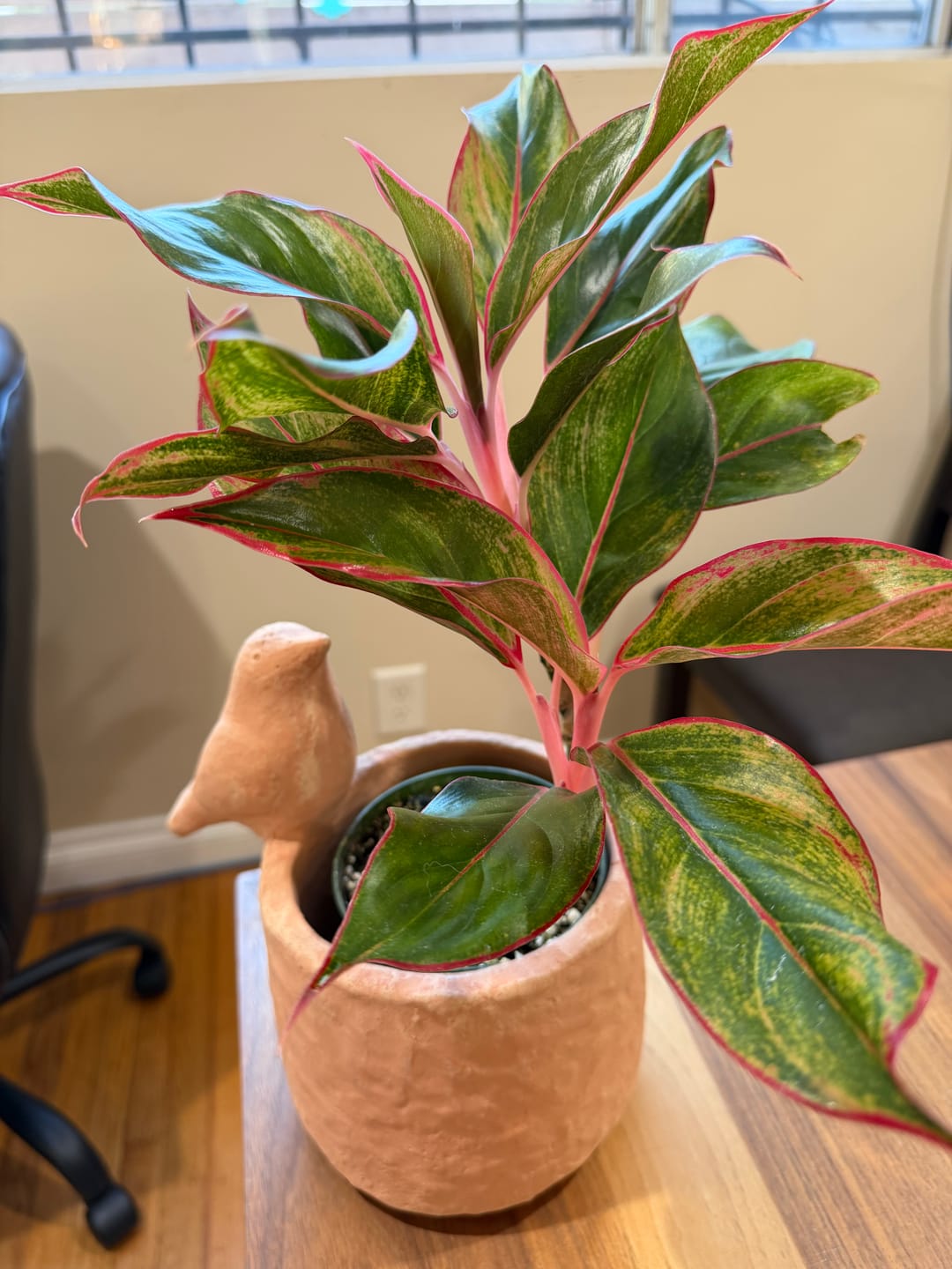 Customer photo review of Aglaonema 'Jasper Jones'